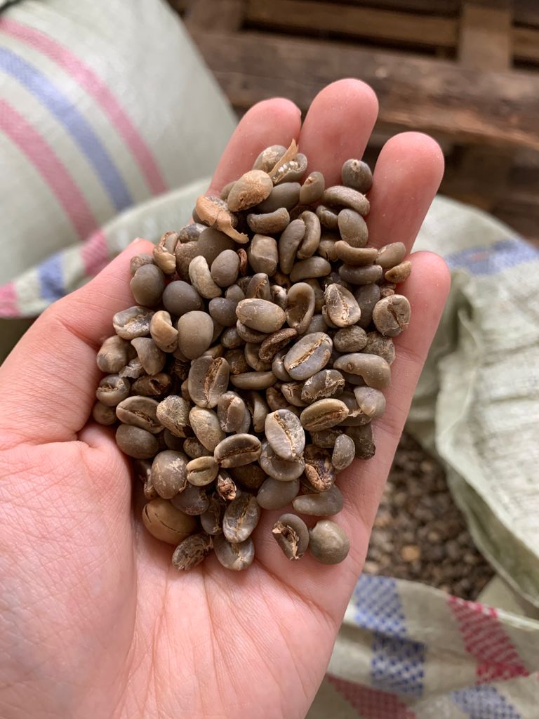 Arabica Kintamani green coffee beans