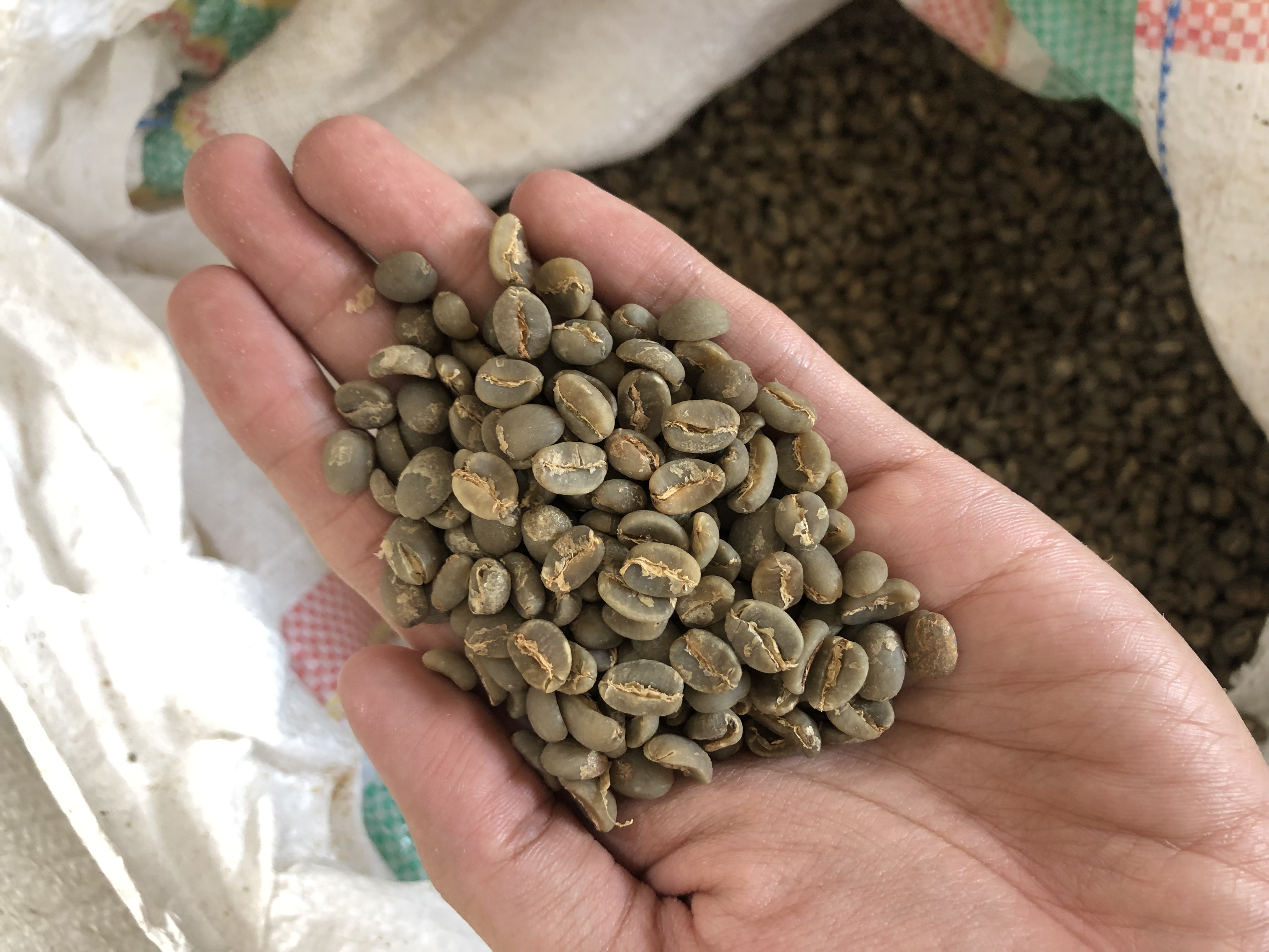Robusta East Java green coffee beans